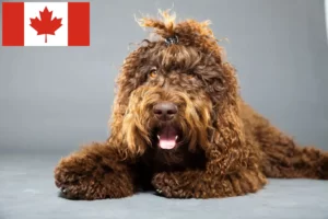 Scopri di più sull'articolo Allevatori di Barbet e cuccioli in Canada