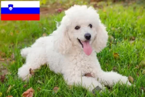 Scopri di più sull'articolo Allevatori di Barboncini e cuccioli in Slovenia