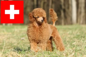 Scopri di più sull'articolo Allevatori di barboncini e cuccioli in Svizzera