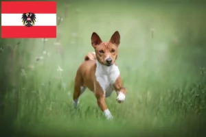 Scopri di più sull'articolo Allevatori di Basenji e cuccioli in Austria