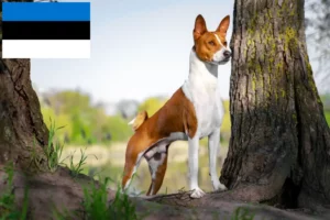 Scopri di più sull'articolo Allevatori di Basenji e cuccioli in Estonia