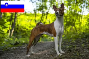 Scopri di più sull'articolo Allevatori di Basenji e cuccioli in Slovenia