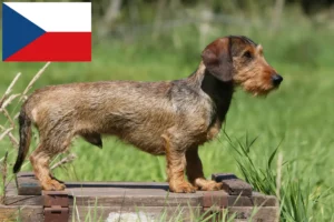 Scopri di più sull'articolo Allevatori di Bassotti e cuccioli in Repubblica Ceca