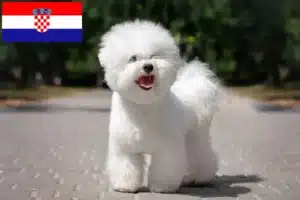 Scopri di più sull'articolo Allevatori di Bichon Frisé e cuccioli in Croazia