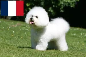 Scopri di più sull'articolo Allevatori di Bichon Frisé e cuccioli in Francia