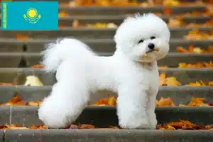 Scopri di più sull'articolo Allevatori di Bichon Frisé e cuccioli in Kazakistan