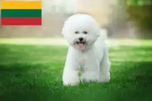 Scopri di più sull'articolo Allevatori di Bichon Frisé e cuccioli in Lituania