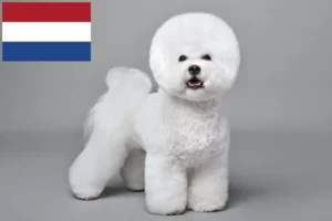 Scopri di più sull'articolo Allevatori di Bichon Frisé e cuccioli in Olanda