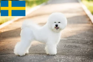 Scopri di più sull'articolo Allevatori di Bichon Frisé e cuccioli in Svezia