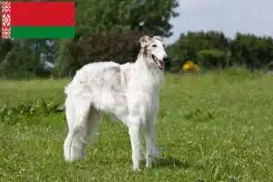 Scopri di più sull'articolo Allevatori di Borzoi e cuccioli in Bielorussia