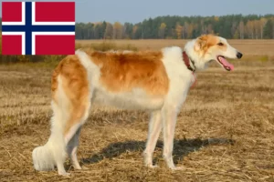 Scopri di più sull'articolo Allevatori di Borzoi e cuccioli in Norvegia