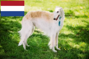 Scopri di più sull'articolo Allevatori di Borzoi e cuccioli in Olanda