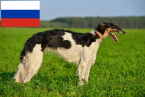 Scopri di più sull'articolo Allevatori e cuccioli di Borzoi in Russia