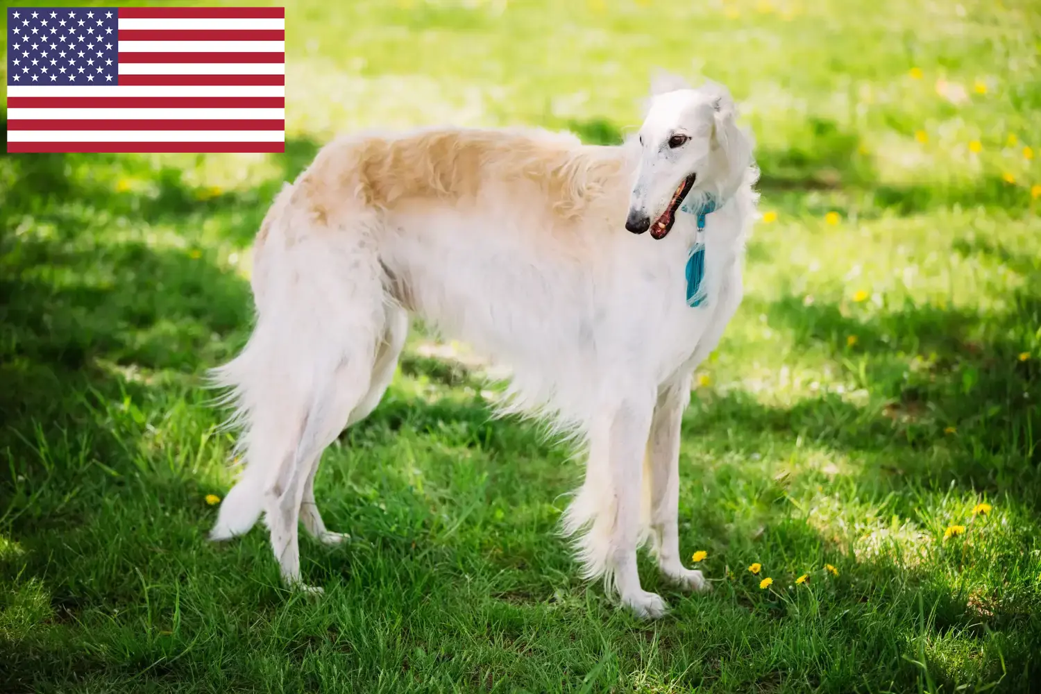 Scopri di più sull'articolo Allevatori di Borzoi e cuccioli negli USA