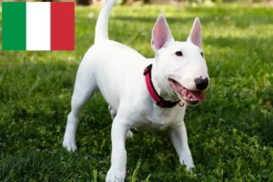 Scopri di più sull'articolo Allevatori di Bull Terrier in miniatura e cuccioli in Italia