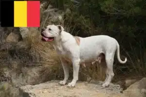 Scopri di più sull'articolo Allevatori e cuccioli di American Bulldog in Belgio