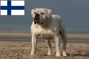 Scopri di più sull'articolo Allevatori di American Bulldog e cuccioli in Finlandia