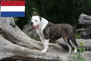 Scopri di più sull'articolo Allevatori di American Bulldog e cuccioli in Olanda