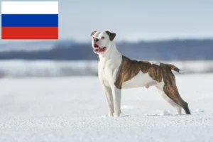 Scopri di più sull'articolo Allevatori di Bulldog Americani e cuccioli in Russia