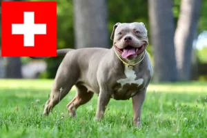 Scopri di più sull'articolo Allevatori di American Bulldog e cuccioli in Svizzera