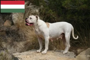 Scopri di più sull'articolo Allevatori di American Bulldog e cuccioli in Ungheria