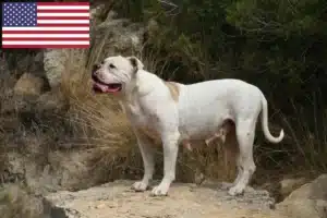 Scopri di più sull'articolo Allevatori di Bulldog Americani e cuccioli negli Stati Uniti d’America