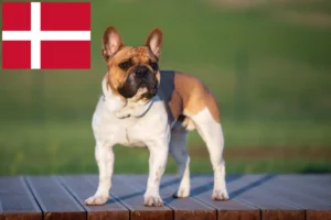 Scopri di più sull'articolo Allevatori di Bulldog Francese e cuccioli in Danimarca