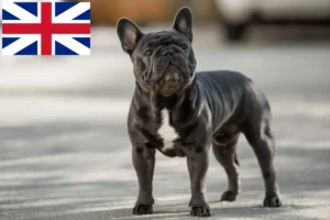 Scopri di più sull'articolo Allevatori di Bulldog francesi e cuccioli nel Regno Unito