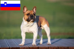 Scopri di più sull'articolo Allevatori di Bulldog Francese e cuccioli in Slovenia