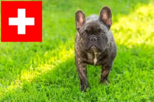 Scopri di più sull'articolo Allevatori di Bulldog francesi e cuccioli in Svizzera