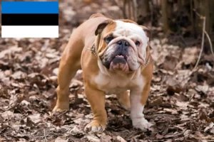 Scopri di più sull'articolo Allevatori e cuccioli di Bulldog Inglese in Estonia