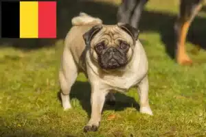 Scopri di più sull'articolo Allevatori di carlini e cuccioli in Belgio