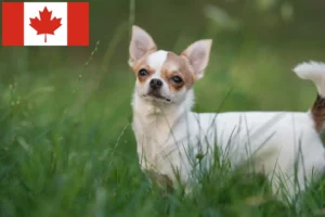 Scopri di più sull'articolo Allevatori di Chihuahua e cuccioli in Canada