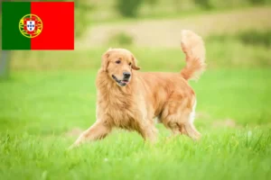 Scopri di più sull'articolo Allevatori di Golden Retriever e cuccioli in Portogallo