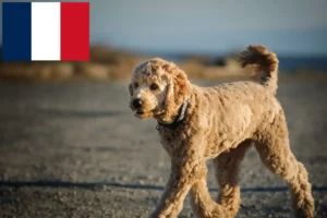 Scopri di più sull'articolo Allevatori di Goldendoodle e cuccioli in Francia