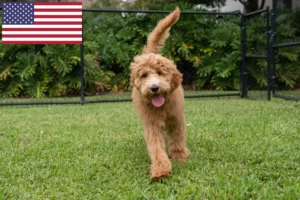 Scopri di più sull'articolo Allevatori di Goldendoodle e cuccioli in USA