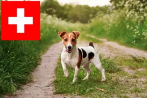 Scopri di più sull'articolo Allevatori di Jack Russell e cuccioli in Svizzera