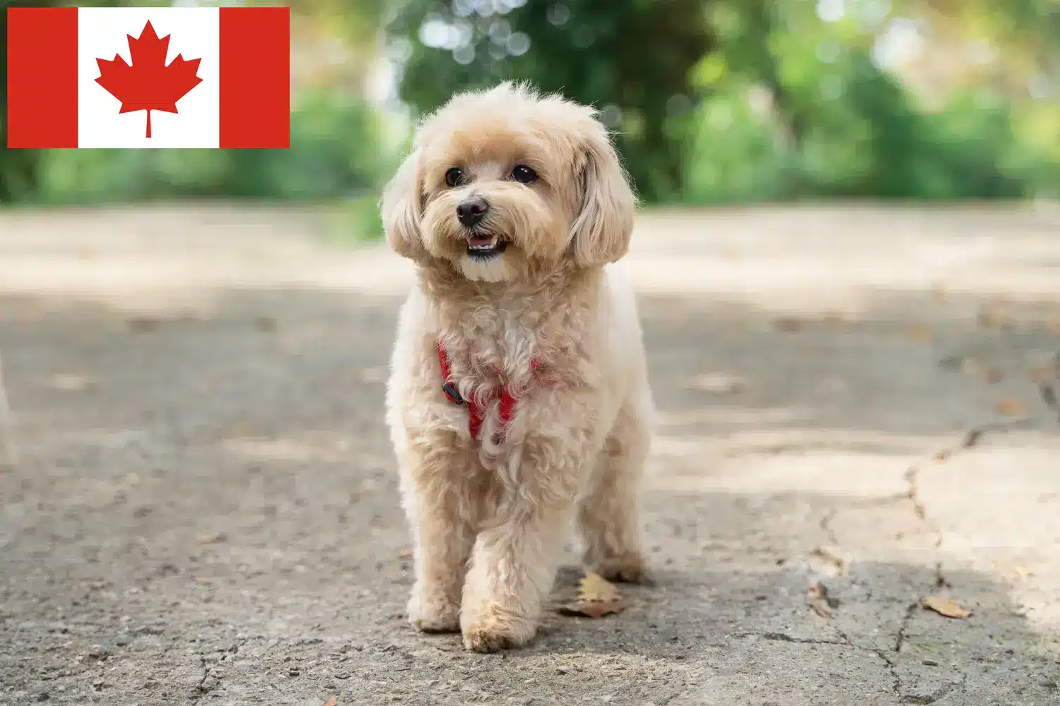 Scopri di più sull'articolo Allevatori di Maltipoo e cuccioli in Canada