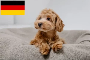 Scopri di più sull'articolo Allevatori di Maltipoo e cuccioli in Germania