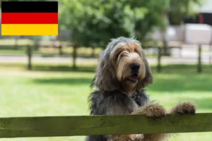 Scopri di più sull'articolo Allevatori di Otterhund e cuccioli in Germania