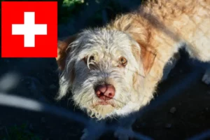 Scopri di più sull'articolo Allevatori di Otterhund e cuccioli in Svizzera