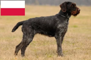 Scopri di più sull'articolo Allevatori e cuccioli di German Wirehair in Polonia