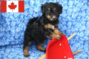Scopri di più sull'articolo Allevatori di Pomapoo e cuccioli in Canada