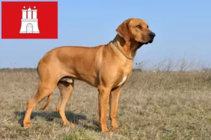 Scopri di più sull'articolo Allevatore di Rhodesian Ridgeback e cuccioli ad Amburgo