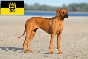 Scopri di più sull'articolo Allevatori di Rhodesian Ridgeback e cuccioli in Baden-Württemberg