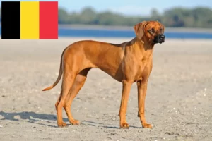 Scopri di più sull'articolo Allevatori di Rhodesian Ridgeback e cuccioli in Belgio