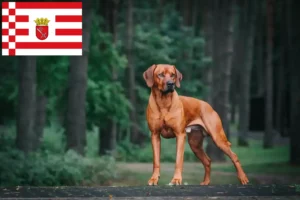 Scopri di più sull'articolo Allevatore di Rhodesian Ridgeback e cuccioli a Bremen