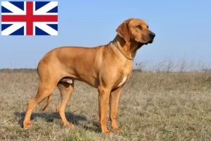 Scopri di più sull'articolo Allevatori di Rhodesian Ridgeback e cuccioli in Gran Bretagna