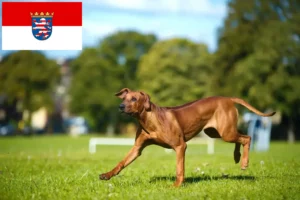 Scopri di più sull'articolo Allevatori di Rhodesian Ridgeback e cuccioli in Hessen