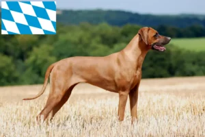 Scopri di più sull'articolo Allevatori di Rhodesian Ridgeback e cuccioli in Baviera